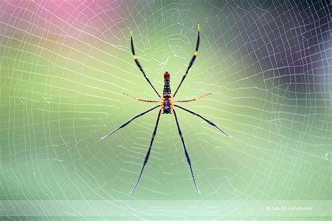 Nephila pilipes - Golden Orb-Web Spider - Singapore Geographic