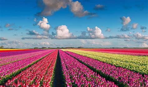 Keukenhof, A Haven of Tulips in Amsterdam, The Netherlands - Traveldigg.com