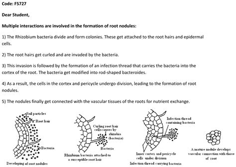 Describe steps involved in root nodules