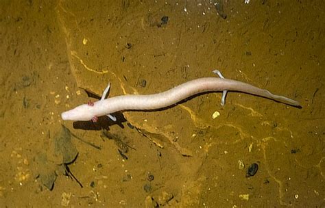 The olm is a salamander that really loves its 'spot' - Owl Connected