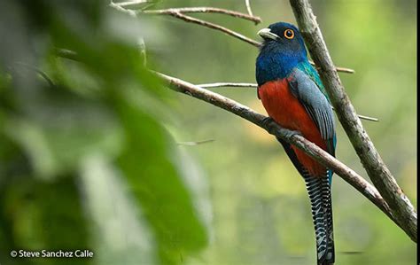 Blue-crowned Trogon (Trogon curucui) - Peru Aves