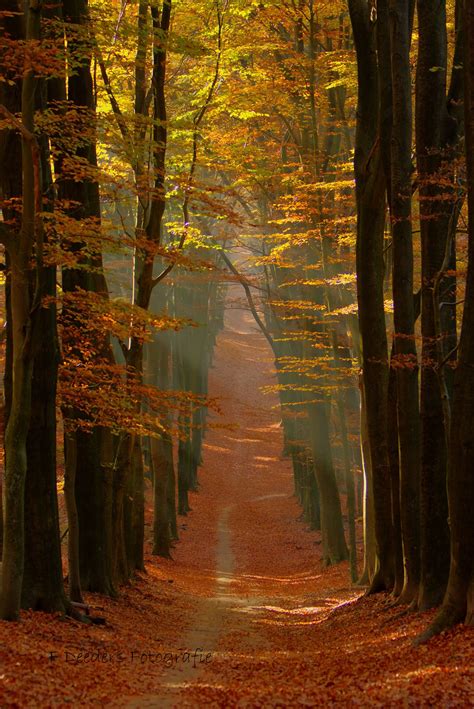 Take you to the next level | Autumn scenery, Autumn scenes, Scenery