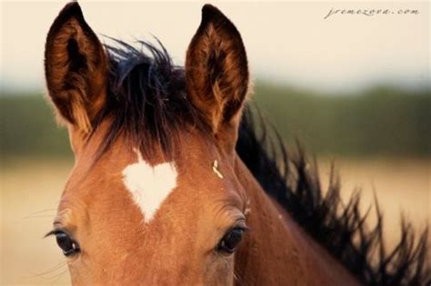 108 best images about Heart Markings on Animals on Pinterest