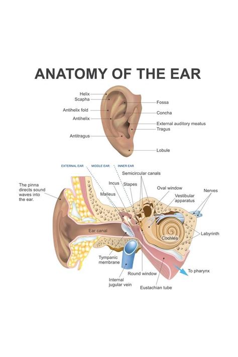 Buy Laminated Anatomy Of The Human Ear Diagram Chart Dry Erase Sign 12x18 Online at desertcartKUWAIT