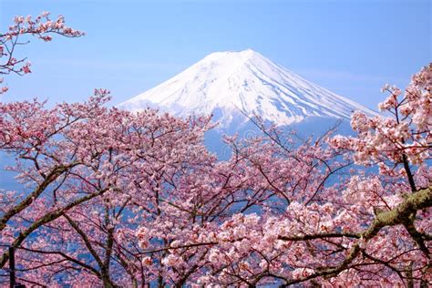 Mt Fuji and Cherry Blossom in Japan Spring Season & X28;Japanese Cal Stock Image - Image of ...