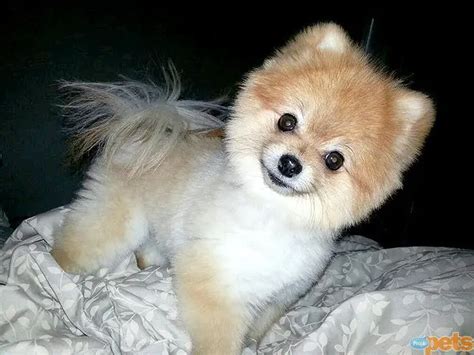 18 Best Pomeranian Teddy Bear Cut Pictures – Page 2 – The Paws