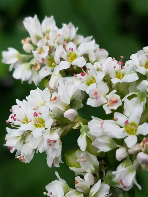 The Beauty of Buckwheat Plants – ComfyComfy