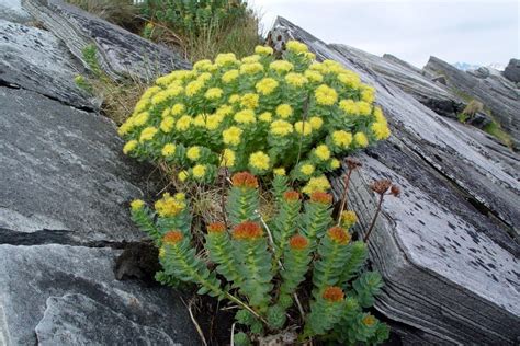 Rhodiola Rosea - Uses, Dosage, Health Benefits, and Side Effects ...