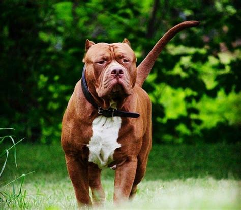 Pin by lashawnta glover on Pitbulls / Dogs | Pitbulls, Pitbull terrier, Pitbull dog