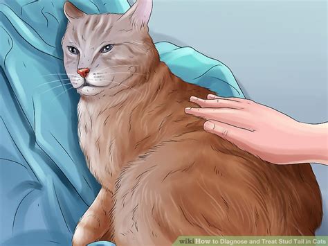 How to Diagnose and Treat Stud Tail in Cats: 14 Steps