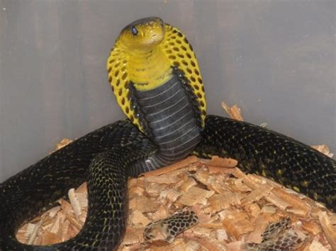 Southern Philippine Cobra Facts and Pictures | Reptile Fact