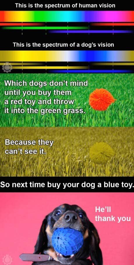 Dog Vision: 6 Dog Breeds with Best Vision √ How Dogs See Color? | DOGICA®