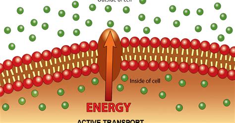 Active Transport