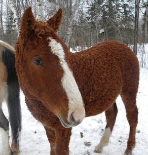 Promise Land Curly Ranch, Curly Horses for Sale