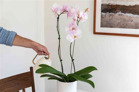 How to Fertilize Your Orchid Collection