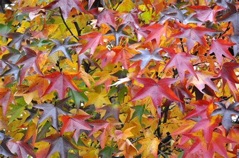 American Sweetgum Fall Foliage Color | The fall foliage colo… | Flickr