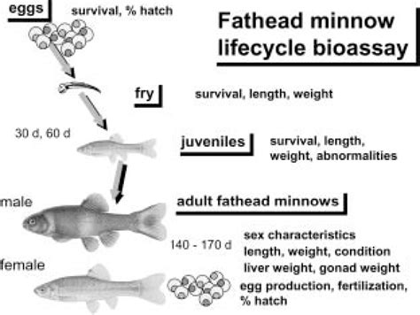 Life Cycle Of A Goldfish