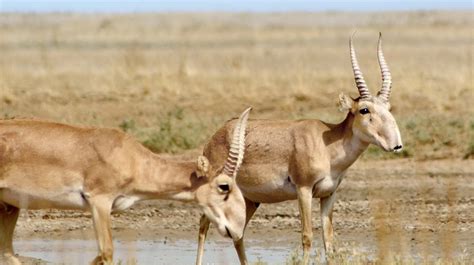 Saiga | San Diego Zoo Animals & Plants