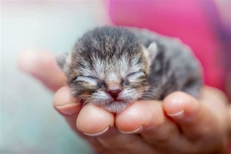 Newborn Kittens: When Do Kittens Open Their Eyes? | Kent Vets