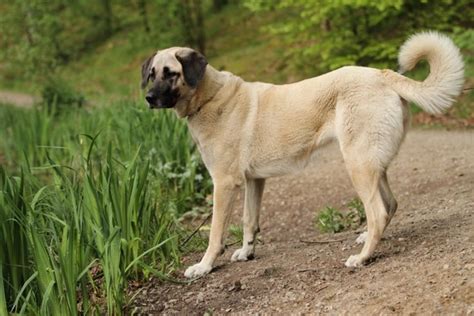 Turkish Kangal Dogs Breed - Information, Temperament, Size & Price | Pets4Homes