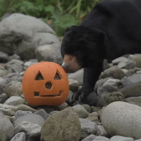 Halloween Fall GIF by Storyful - Find & Share on GIPHY