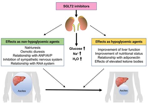 Mechanism of the effects of SGLT2 inhibitors on liver cirrhosis ...