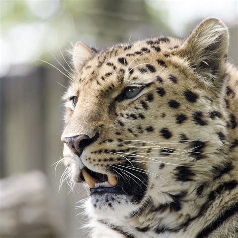 Teeth | Some big cat pictures taken at Marwell Wildlife | Steven Vacher | Flickr