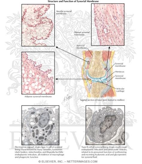 Structure and Function of Synovial Membrane