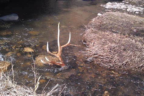 Insanely awesome elk shed antler photos | goHUNT