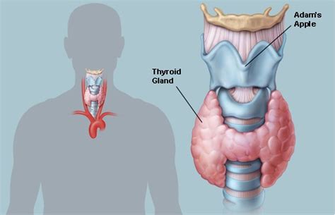 Understanding And Managing Underactive Thyroid: Causes, Symptoms, And Treatment Options - Fitt Feast