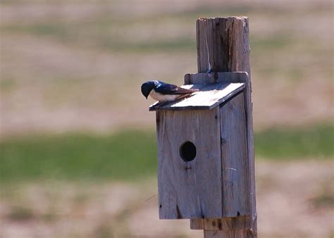 Tree Swallow Nesting Box | David Maher | Flickr