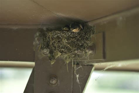 Found this birds nest While traveling through Iowa – Cuties Overload