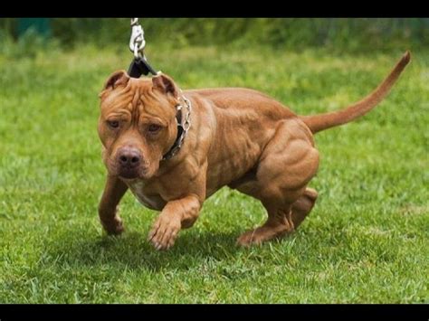 THE ULTIMATE PITBULL TRAINING - YouTube