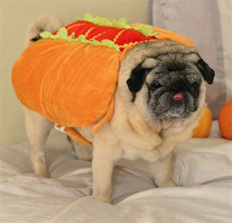 Burger Costume | Pug halloween costumes, Cute dog halloween costumes ...