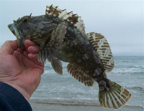 California Surf Fish | Fishthesurf.com - California Surf Fishing- A Light Line Revolution With ...