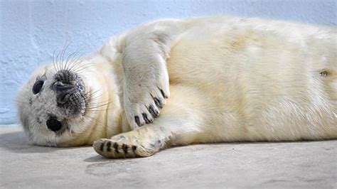 PHOTOS: Gray seal pup born at Brookfield Zoo - ABC7 Chicago