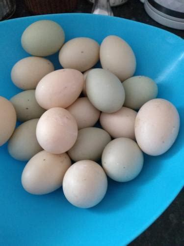 fertile Indian runner duck eggs For Sale in Chesterfield, Derbyshire ...