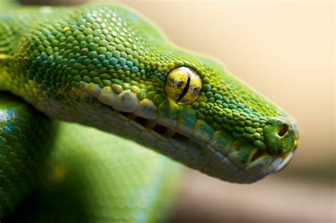 Snake | Snake, Toronto zoo, Animals