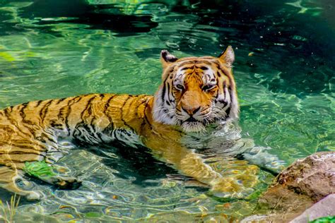 A Tiger Lying on the Water · Free Stock Photo