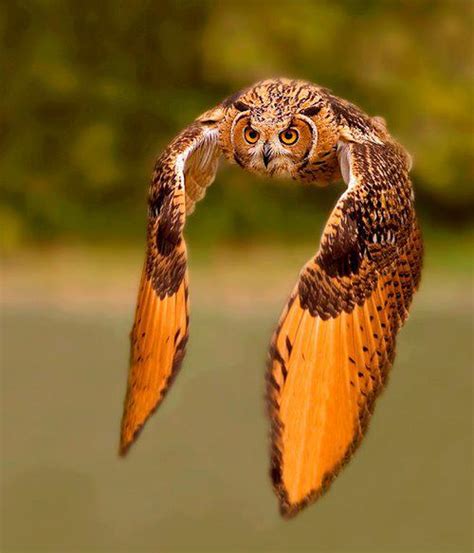 Interesting Photo of the Day: Majestic Rock Eagle-Owl in Flight