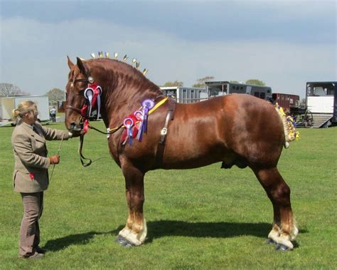 Only 300 Suffolk Punches remain in the UK. The Suffolk Punch originated ...