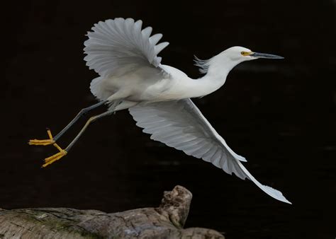 Snowy Egret — Sacramento Audubon Society