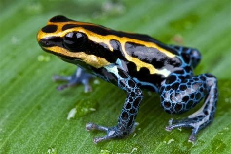 19 Poison Dart Frog Facts - Fact Animal