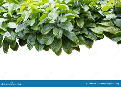 Tropical Plant Isolated on White Background Stock Image - Image of fern, ornamental: 299791625