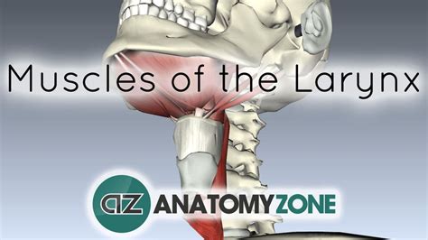 Muscles of the Larynx • Respiratory • AnatomyZone