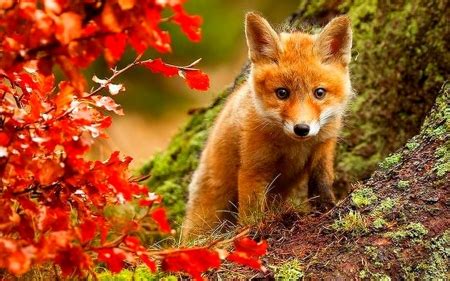 Fox In Autumn With Red leaves - Other & Animals Background Wallpapers on Desktop Nexus (Image ...