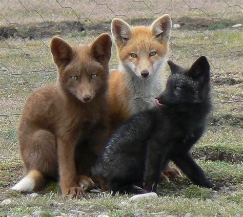 Domesticated silver fox (marketed as the Siberian fox, Vulpes vulpes ...