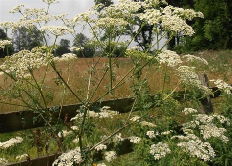 Poison Hemlock Identification and Management | University of Maryland Extension