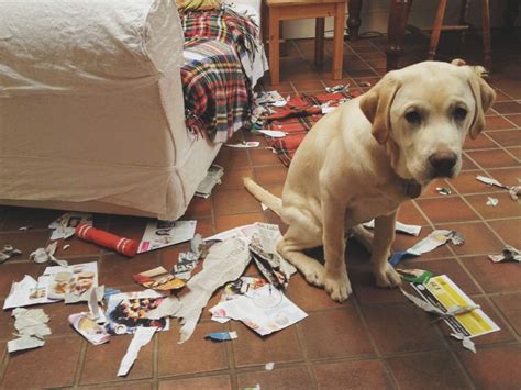 These 8 Funny Images of Dogs Getting Caught Eating Cardboard Will ...