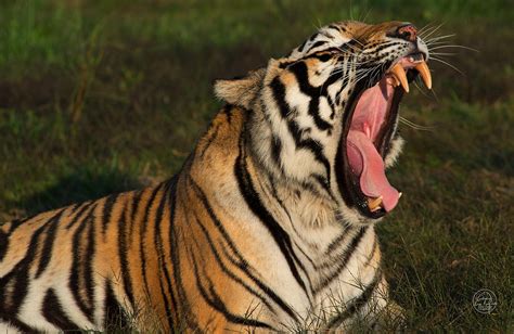 Tiger Teeth Photograph by Doug LaRue